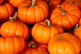 pumpkin patch2 